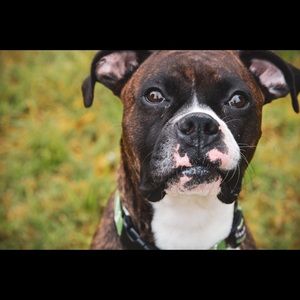 Meet your Posher, Abigail